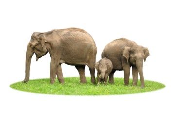 Family of Indian elephants  (Elephas maximus indicus), with a mother and an older sibling protecting the baby during feeding time. Isolate transparent background png. Taken in a wild safari in India