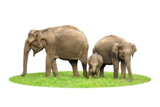 Family of Indian elephants  (Elephas maximus indicus), with a mother and an older sibling protecting the baby during feeding time. Isolate transparent background png. Taken in a wild safari in India