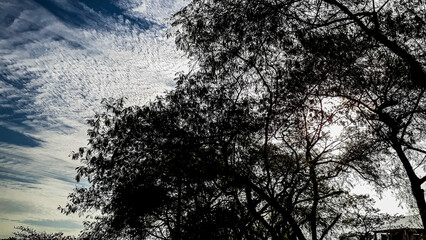 ÁRVORES COM FUNDO CÉU AZUL 