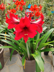 red tulips in a garden