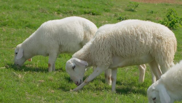 Flock of Sarda Sheep Grazing Green Grass at Farm Highlands of Da Lat, Vietnam - slow motion