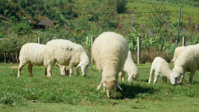 Flock of Sarda Sheep with Lambs Grazing Feeding on Green Grass Meadow in Da Lat Farm Highlands, Vietnam - slow motion low angle