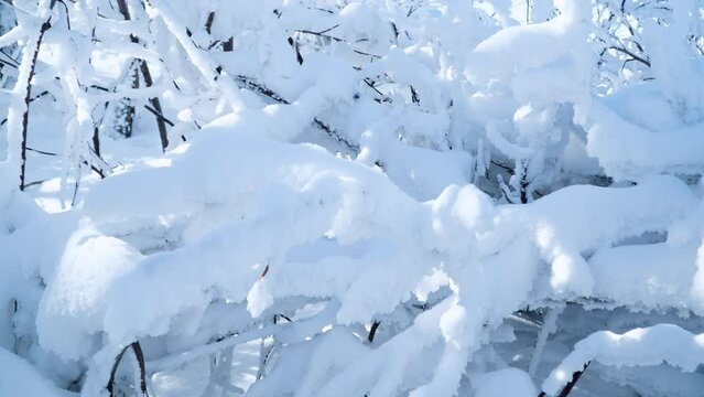 Close-up of Tree Branches Covered With Snow in Cold Sunny Winter Weather At Balwangsan Mountain, Gangwon-do - Slow Motion Parallax