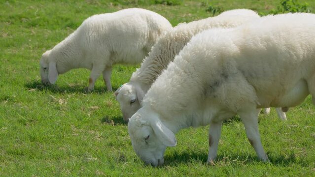 Flock of Sarda Sheep Grazing on Field - Slow motion