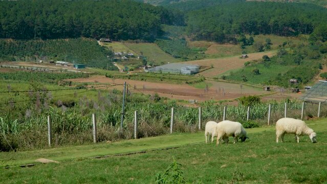 Flock of Sarda Sheep Grazing Green Grass at Farm Highlands of Da Lat, Vietnam - wide angle slow motion