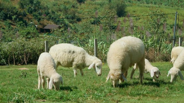 Flock of Sarda Sheep Grazing Green Grass at Farm Highlands of Da Lat, Vietnam - slow motion