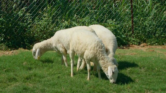Flock of Sarda Sheep Grazing Green Grass by Chainlink Fence Wire at Farm Highlands of Da Lat, Vietnam - slow motion