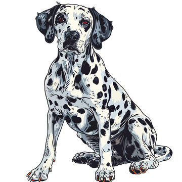 Dalmatian dog sitting and looking at camera. Vector illustration.
