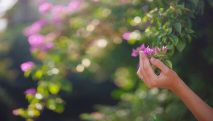 female hand delicately holds bougainvillea flowers, adding vibrant and graceful presence to natural...