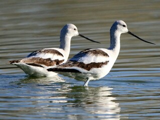 Two Avocets in the Water