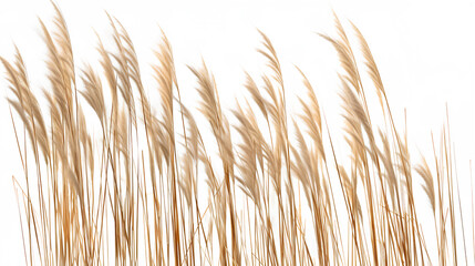 reeds isolated on white background