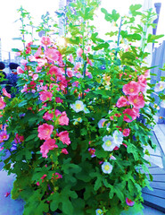 flowers in the garden