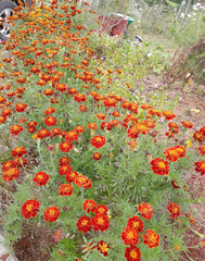 poppies in a field