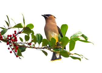 A Close-up of a Cedar Waxwing Perched on a a Holly Tree Branch