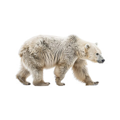 Fototapeta premium White_bear_walking