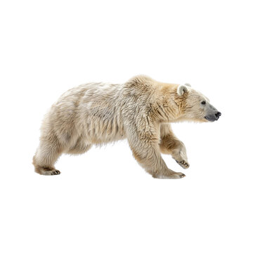 White_bear_running
