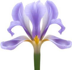 Fototapeta premium Flower icon, close-up of a cute colorful flower icon.