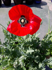 red poppy flower