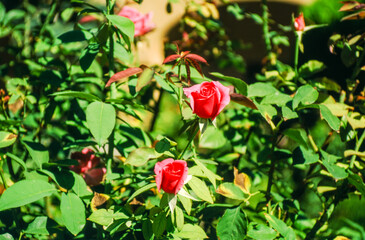 Pink flowers have grown to be a symbol of love, though they can also mean happiness, gentleness, and femininity.