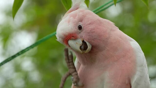 Major mitchell's cockatoo, pink cockatoo, cacatua leadbeateri spotted on tree, scratching its neck feathers with its foot, grooming its salmon-pink plumage, close up shot of Australian bird species.
