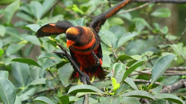 Loud and noisy dusky lory, pseudeos fuscata perched on treetop, bobbing its head, slowly walking up the tree branch and flapping its wings with sign of aggression, close up shot.