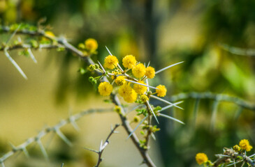 Yellow flowers have many meanings, some being happiness, optimism, loyalty, and positivity. Plants with vibrant yellow flowers are some of the most beautiful in the garden.
