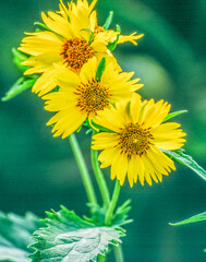 Yellow flowers have many meanings, some being happiness, optimism, loyalty, and positivity. Plants with vibrant yellow flowers are some of the most beautiful in the garden.