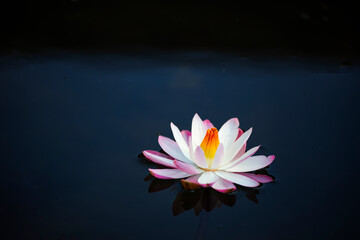 Serenity in Beauty