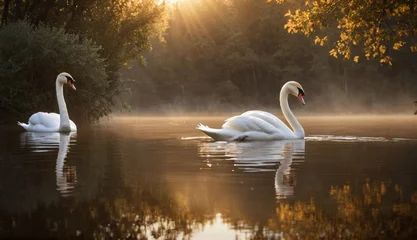 Deurstickers a swans in the water at sunset. Generative AI. © zax