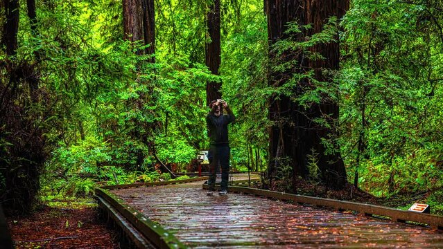 Man taking pictures of redwood trees, on a trail in the Muir Woods, California, USA