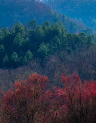 Tree Buds and Mountains in Early Spring - 739663501
