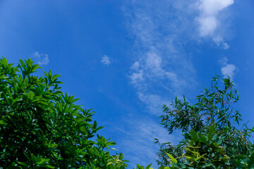 Cloudy sky view and green leaves