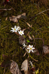 Hepatica in the Great Smoky Mountains, NC - 739663944