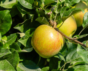 beautiful green honeycrisp apples on tree ready for fall harvest