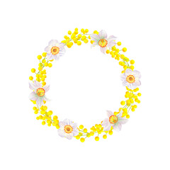Watercolor wreath of mimosa and daffodils isolated on white background. Round frame of yellow spring flowers. Hand drawn botanical illustration. For packaging, postcards, printing, invitations