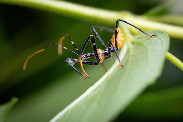 An assassin bug nymph waiting on a leaf for a delicious insect to pass by and provide a meal in...
