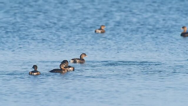 DUCKS DIVING 