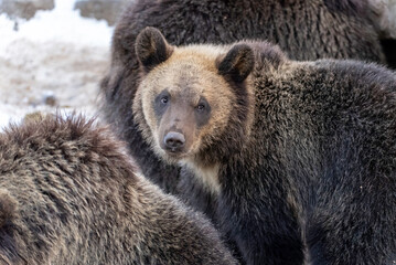 Fototapeta premium 見つめるエゾヒグマの子ども