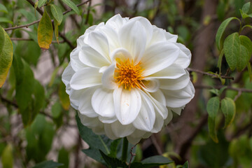 Obraz na płótnie Canvas Single white flower in a garden setting image for background use