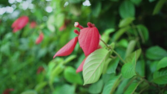 4K video recording.
Close-up of the bright red flower of the Ashanti blood, Red Flag Bush and Tropical Dogwood scientific name Mussaenda Erythrophilla in Surabaya, East java.