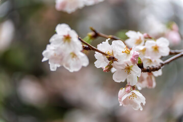 雨に濡れる桜