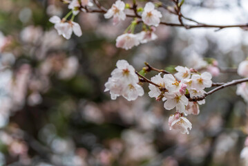 雨に濡れる桜