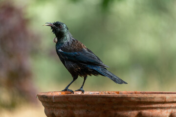 Tui on Bird Bath in Sunshine