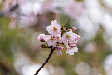 雨に濡れる桜
