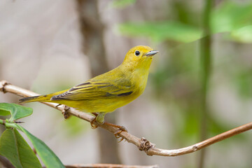 Beautiful Yellow Warbler (Dendroica petechia )female perched on a tree branch..
