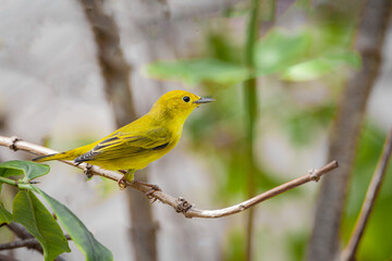 Beautiful Yellow Warbler (Dendroica petechia )female perched on a tree branch..
