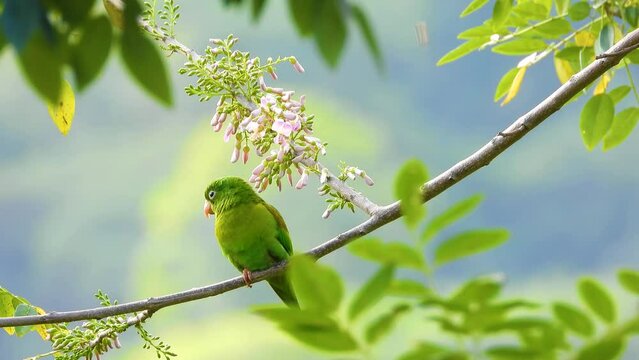 Orange-Chinned Parakeet parrot bird resting tree branch in Colombian jungle