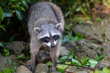 A wild raccoon is looking for food on the ground. Portrait of a wild raccoon