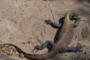 lizard on the sand