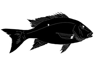Mutton Snapper Silhouette 
